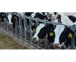 Industrial Wastewater Treatment - Dairy Industry